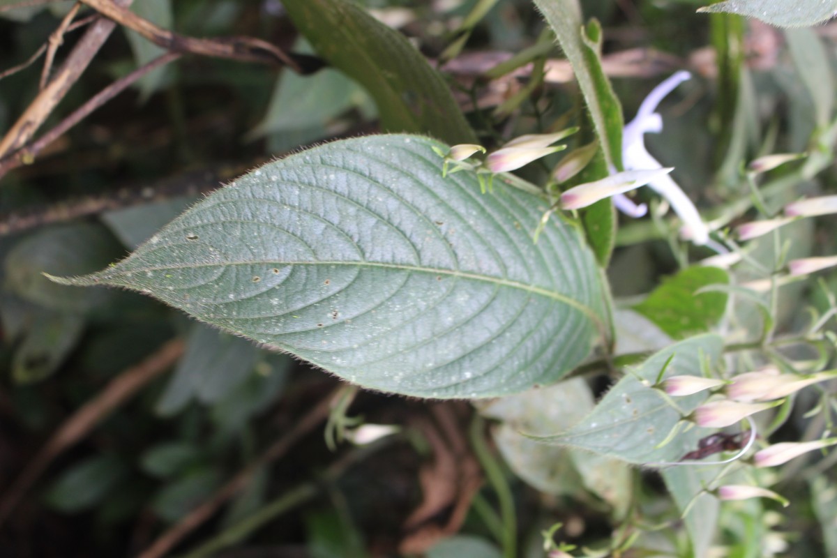 Barleria vestita T.Anderson